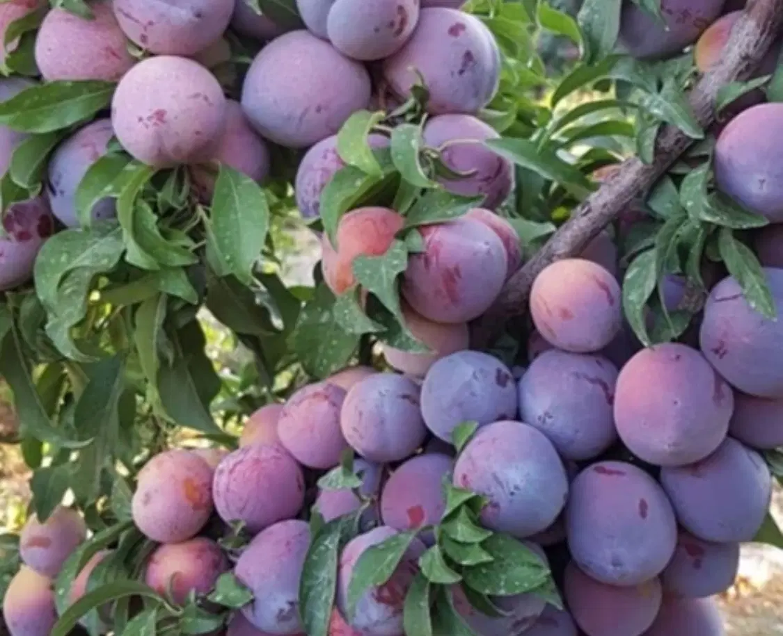 فروش باغچه‌ الوان