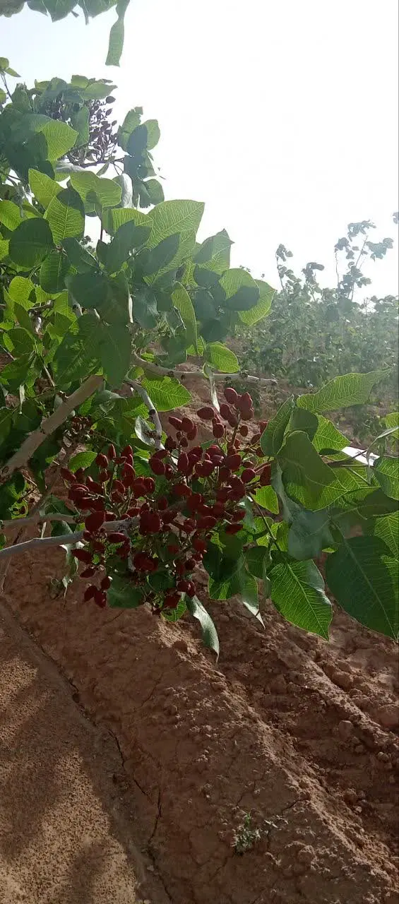 زمین با سند تک برگ  سهمیه آب شرایط آسان