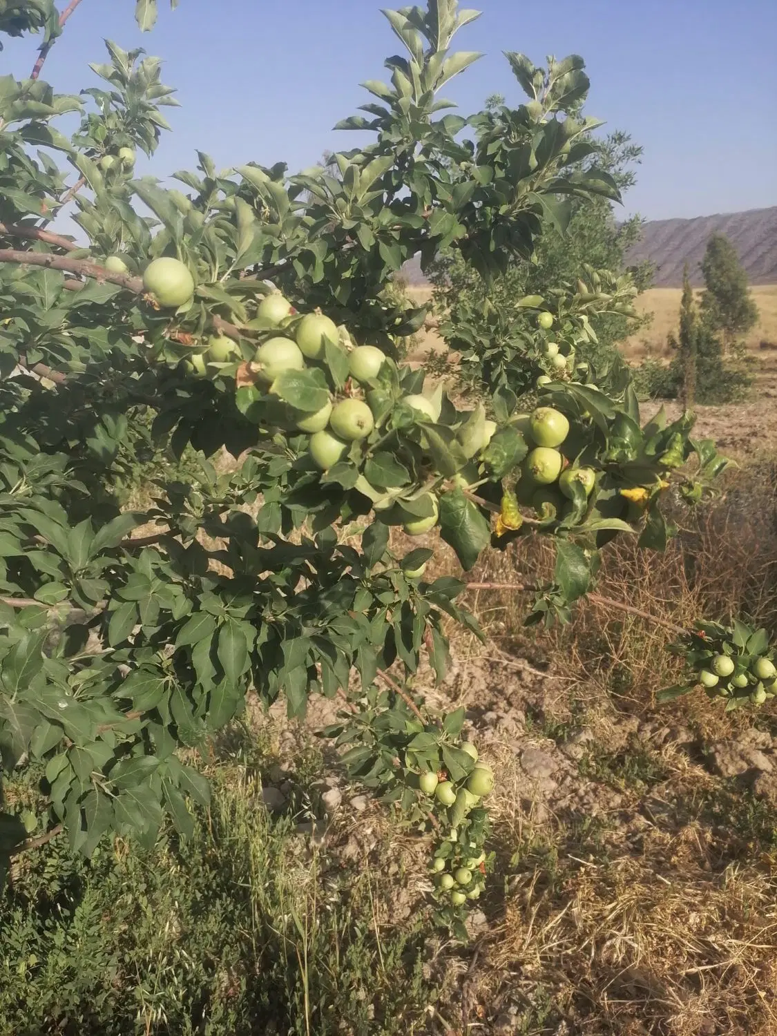 باغ باغچه