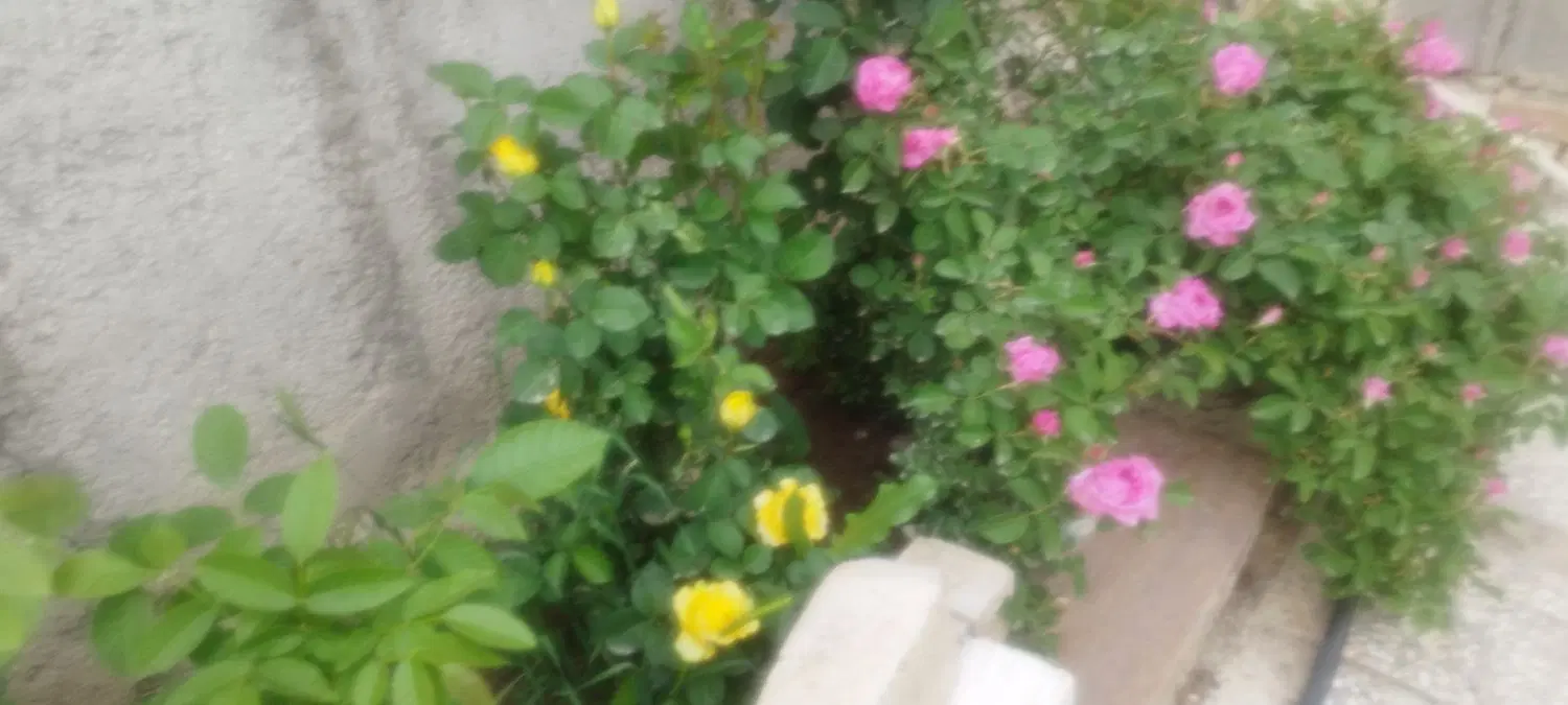 فروش ۴۰۰متر باغچه در دهکده ورزشی چهارباغ.