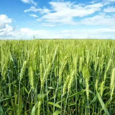 زمین کشاورزی