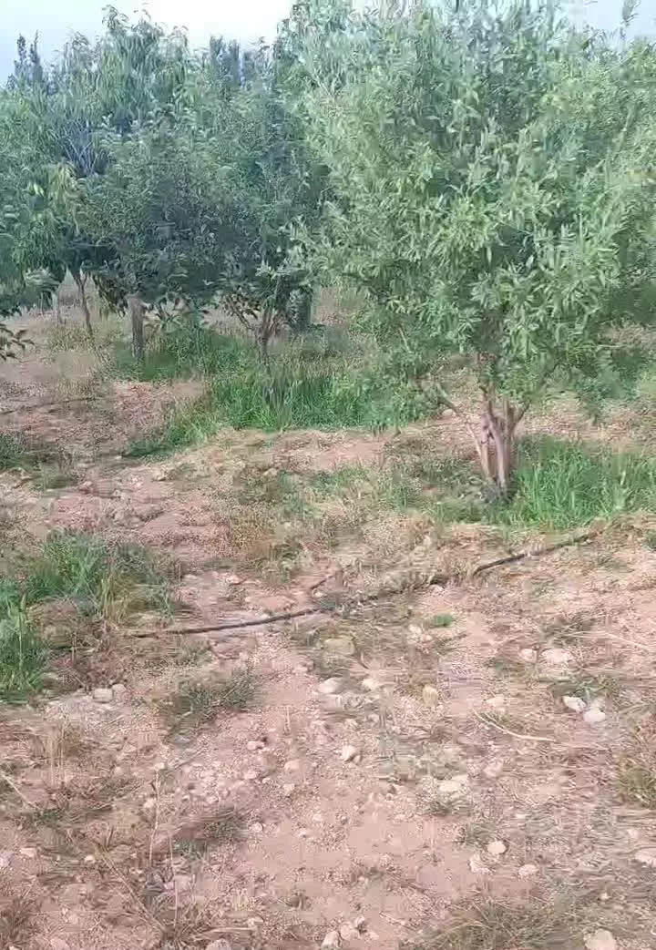 فروش باغ میوه در شهر داران ، روستای سفتجان