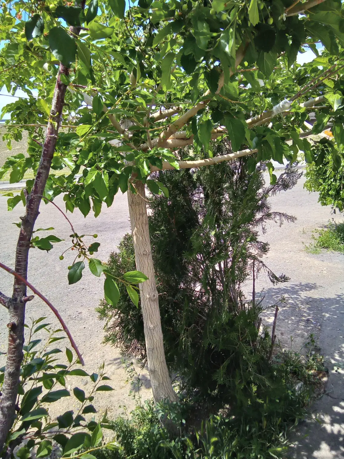 باغ شهر فرهنگیان نرگس یک