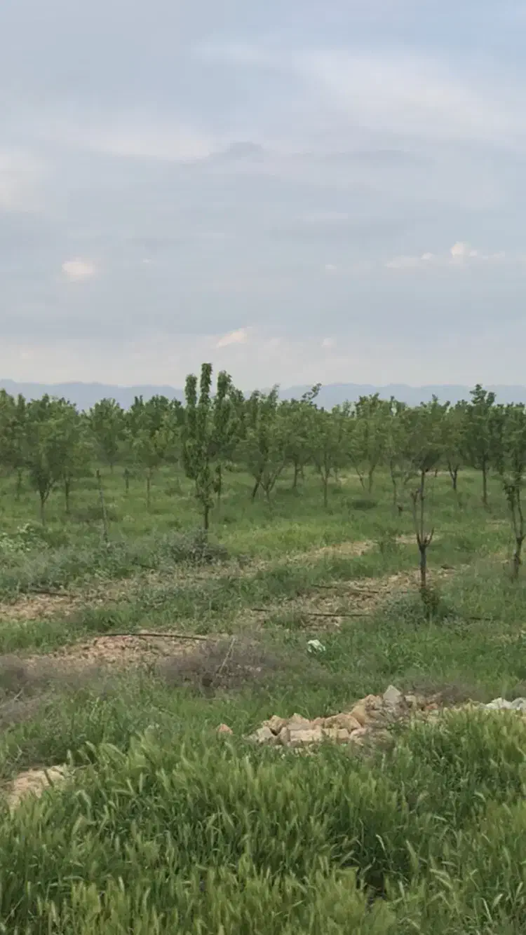 زمین ویلایی