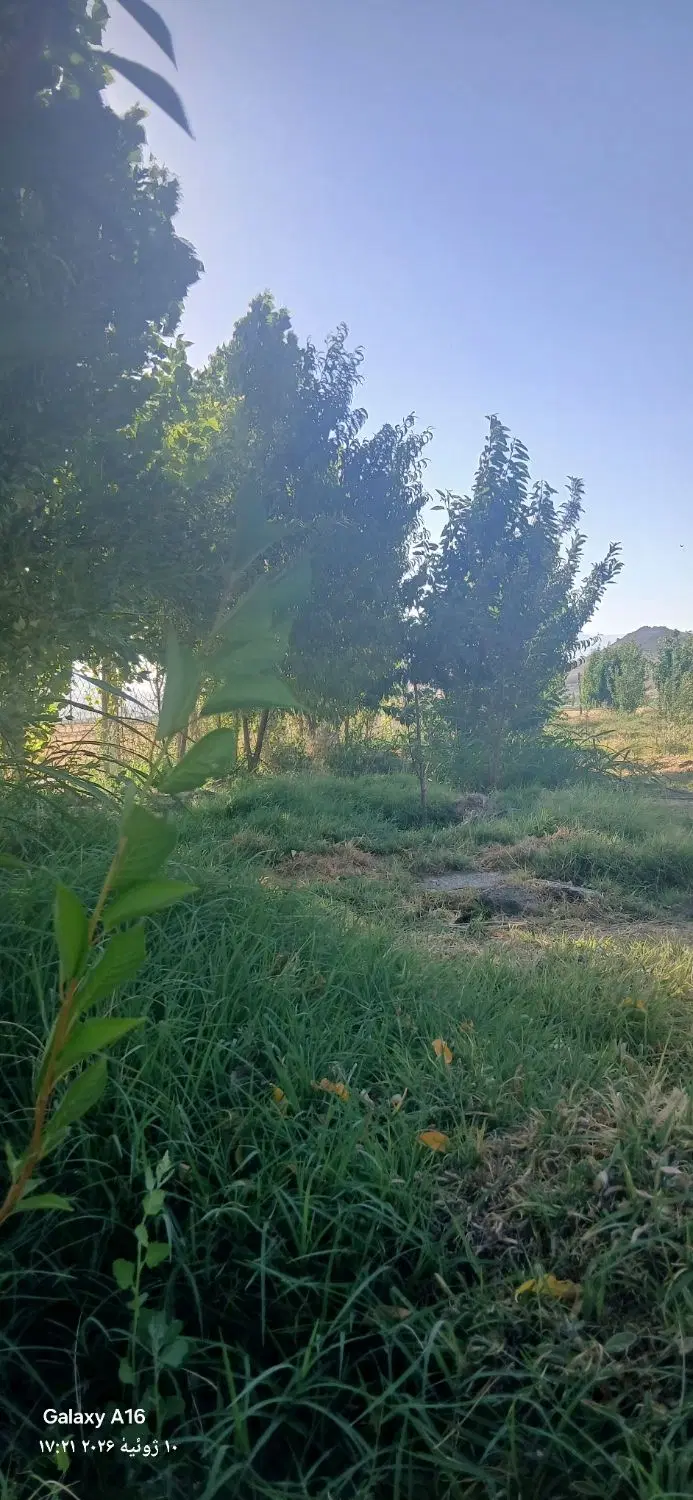 دامداری پانصدراسی بره