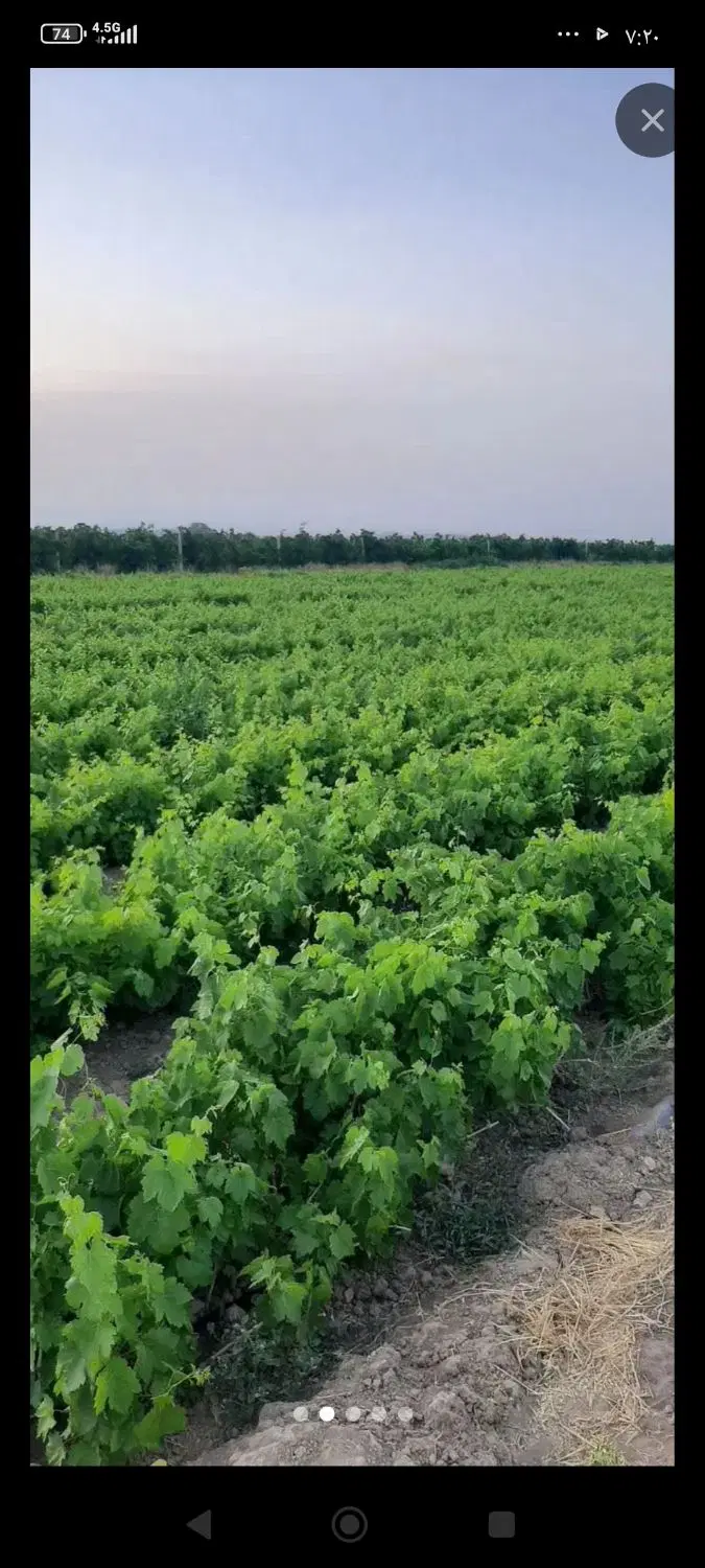 زمین باغی