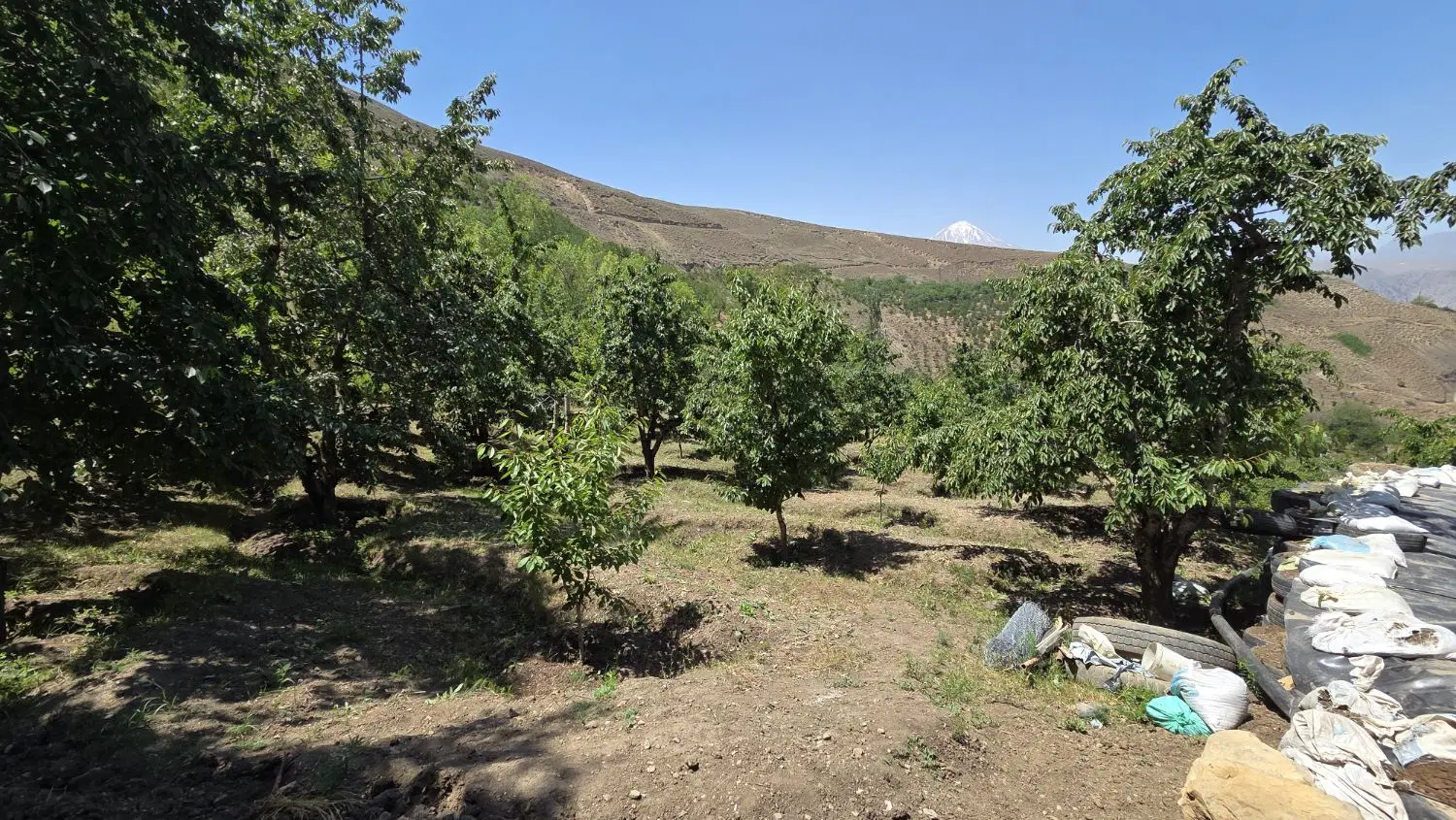 فروش باغ گیلاس بایجان روستای نوسر