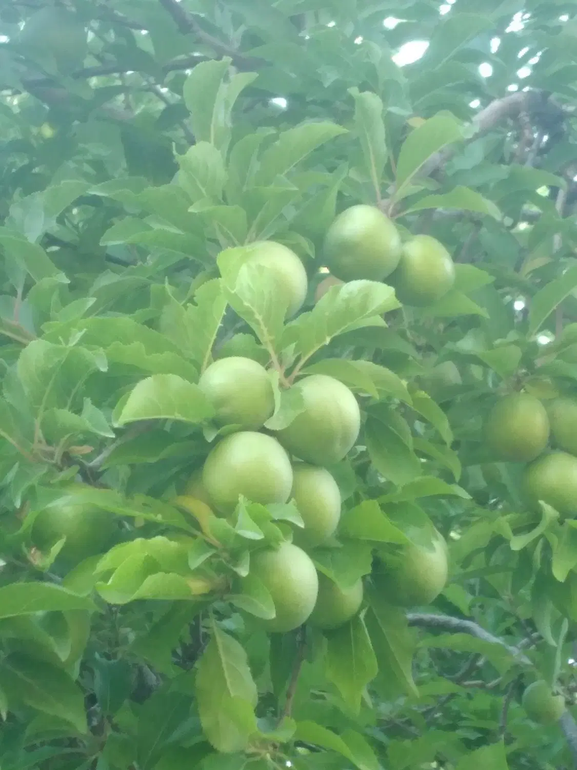 زمین مسکونی مراغه روستای قره ناز