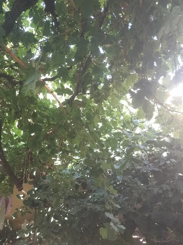 فروش باغ