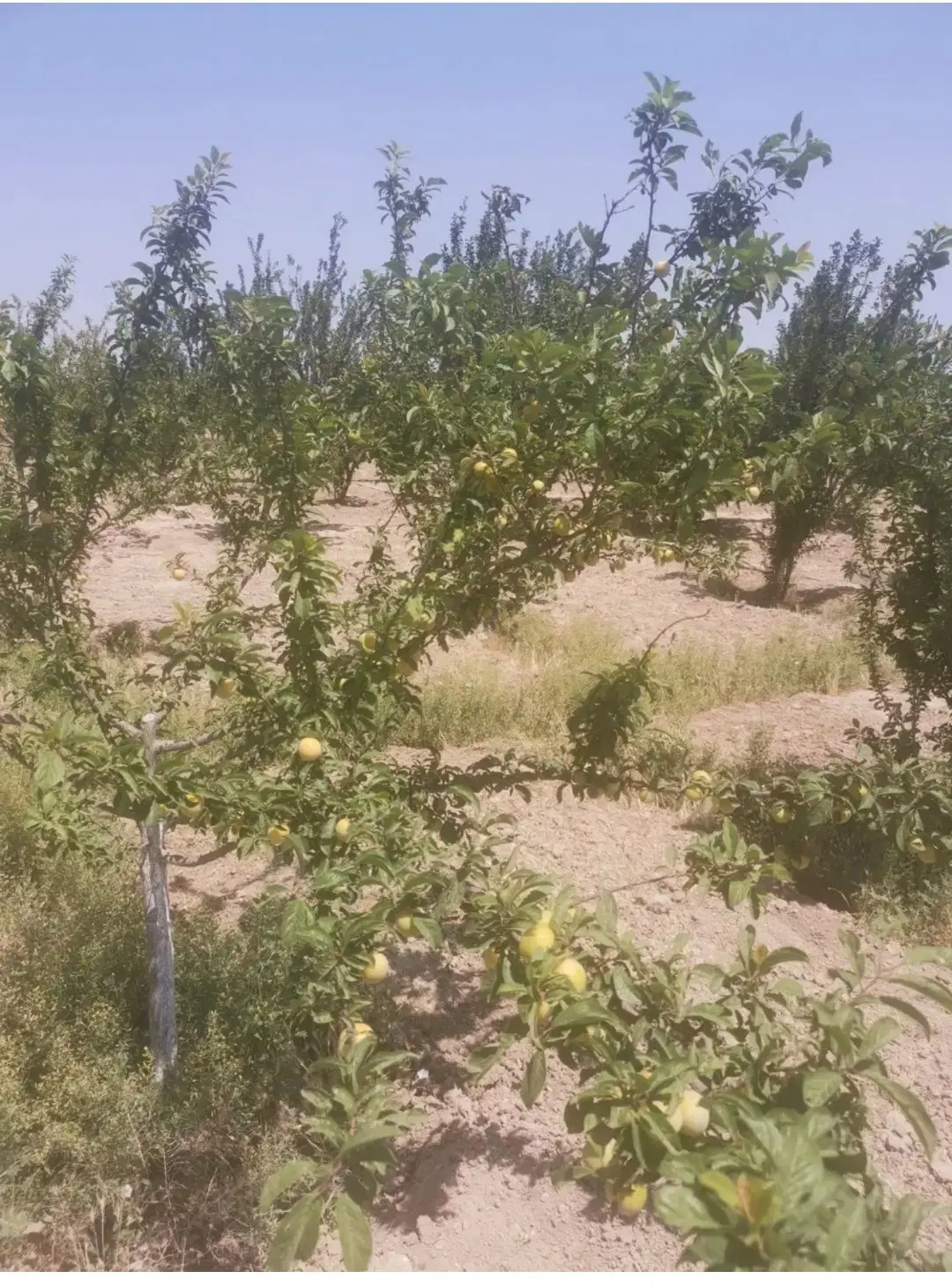 باغ۵۵۰متر علی اباد طپانچه