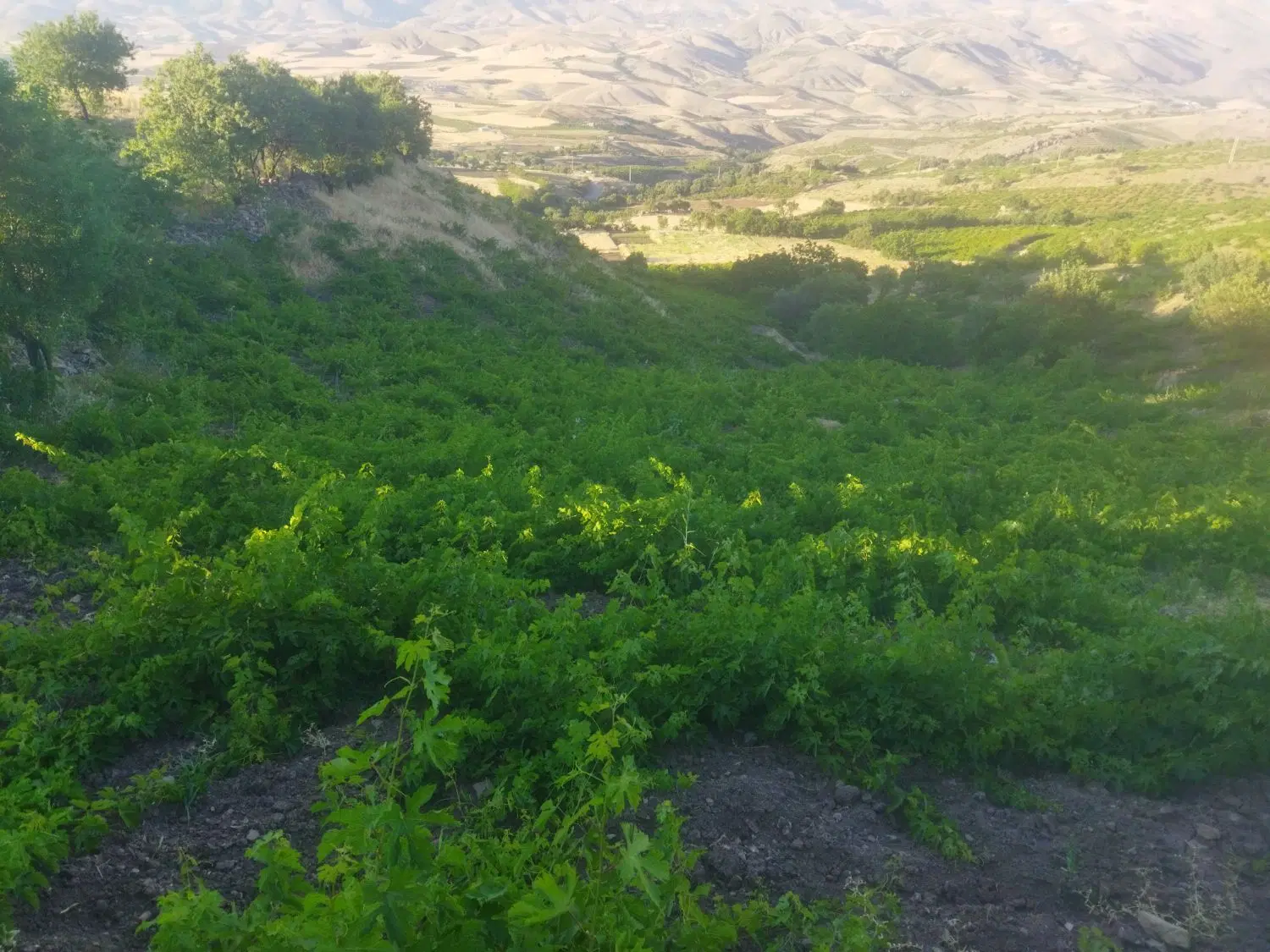 زمین دیمی انگور