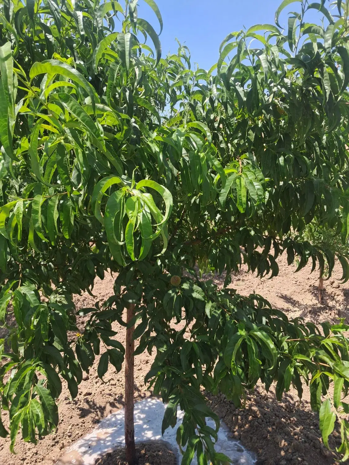 باغ بادام وپسته