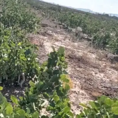 زمین کشاورزی