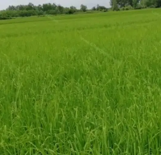 زمین 140متری کرناچی