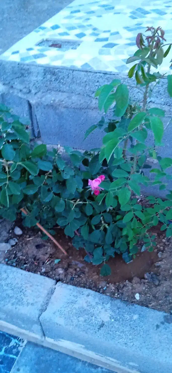 باغ ویلا فروشی