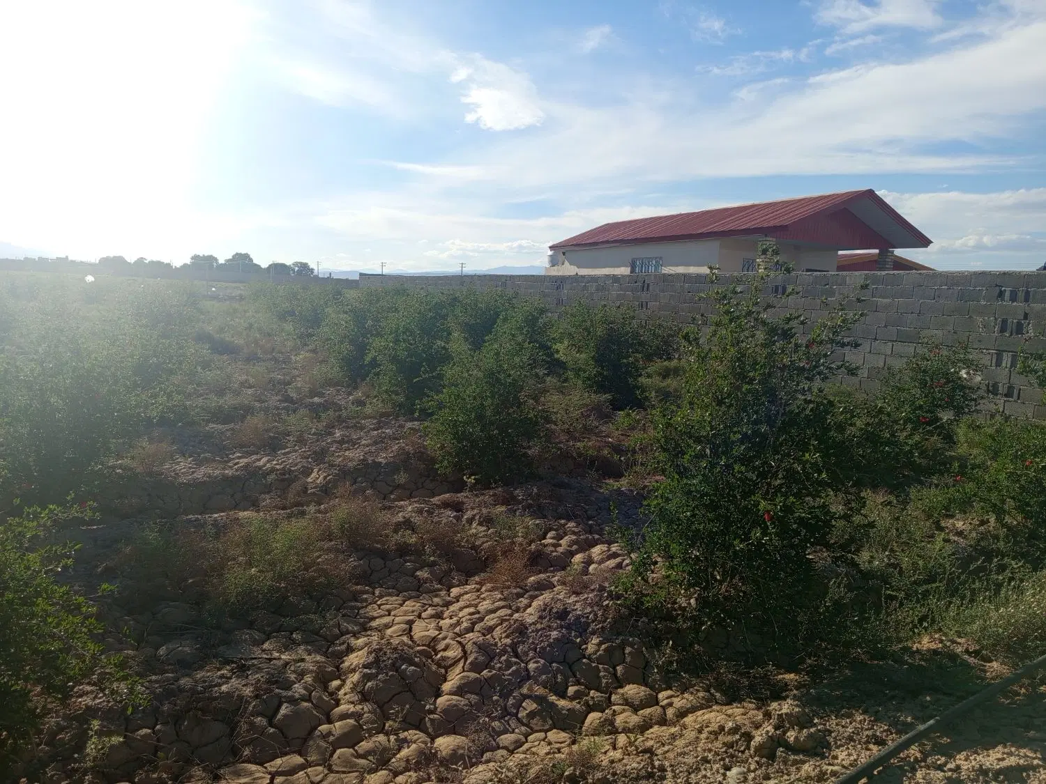 باغ انار 5 ساله داخل شهرک