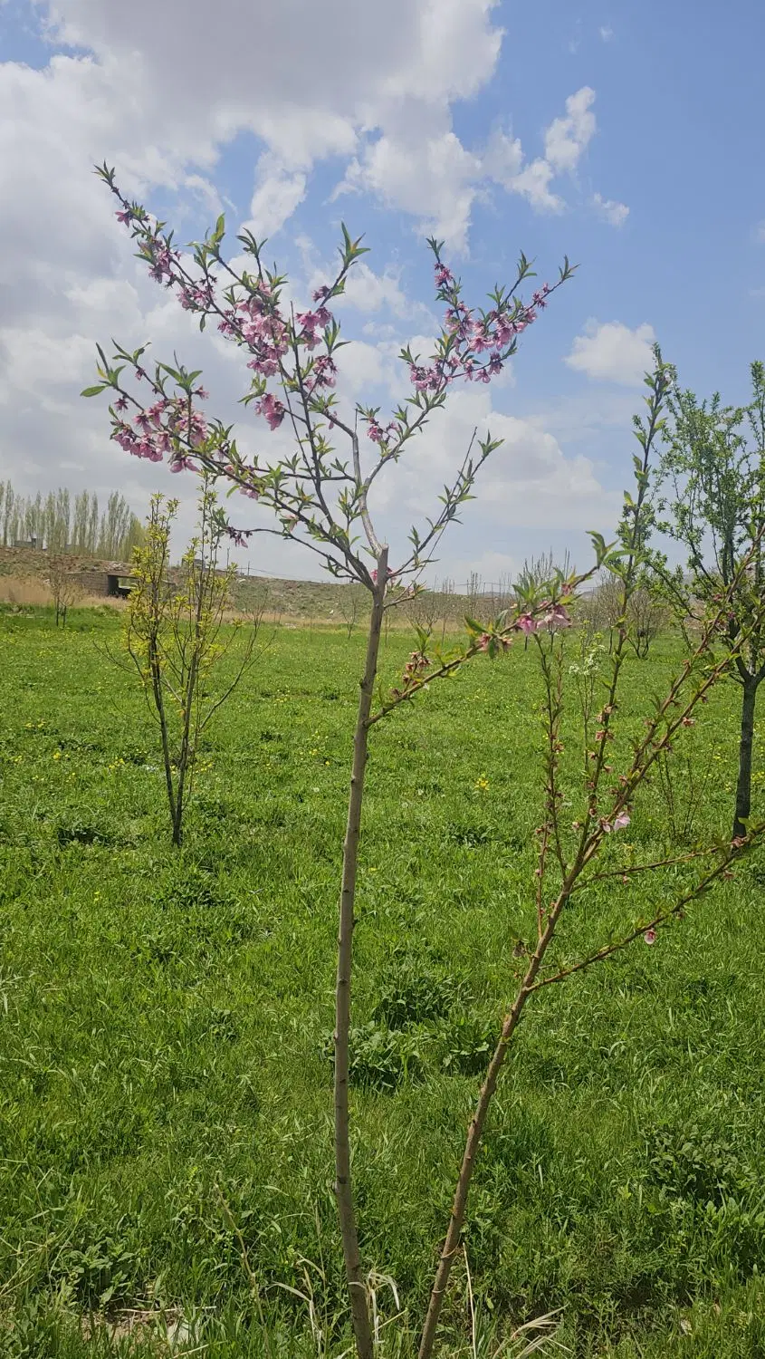 فروش باغ در زواجر