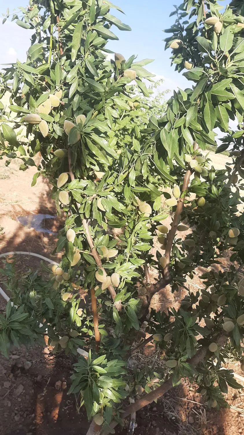 باغ.باغچه