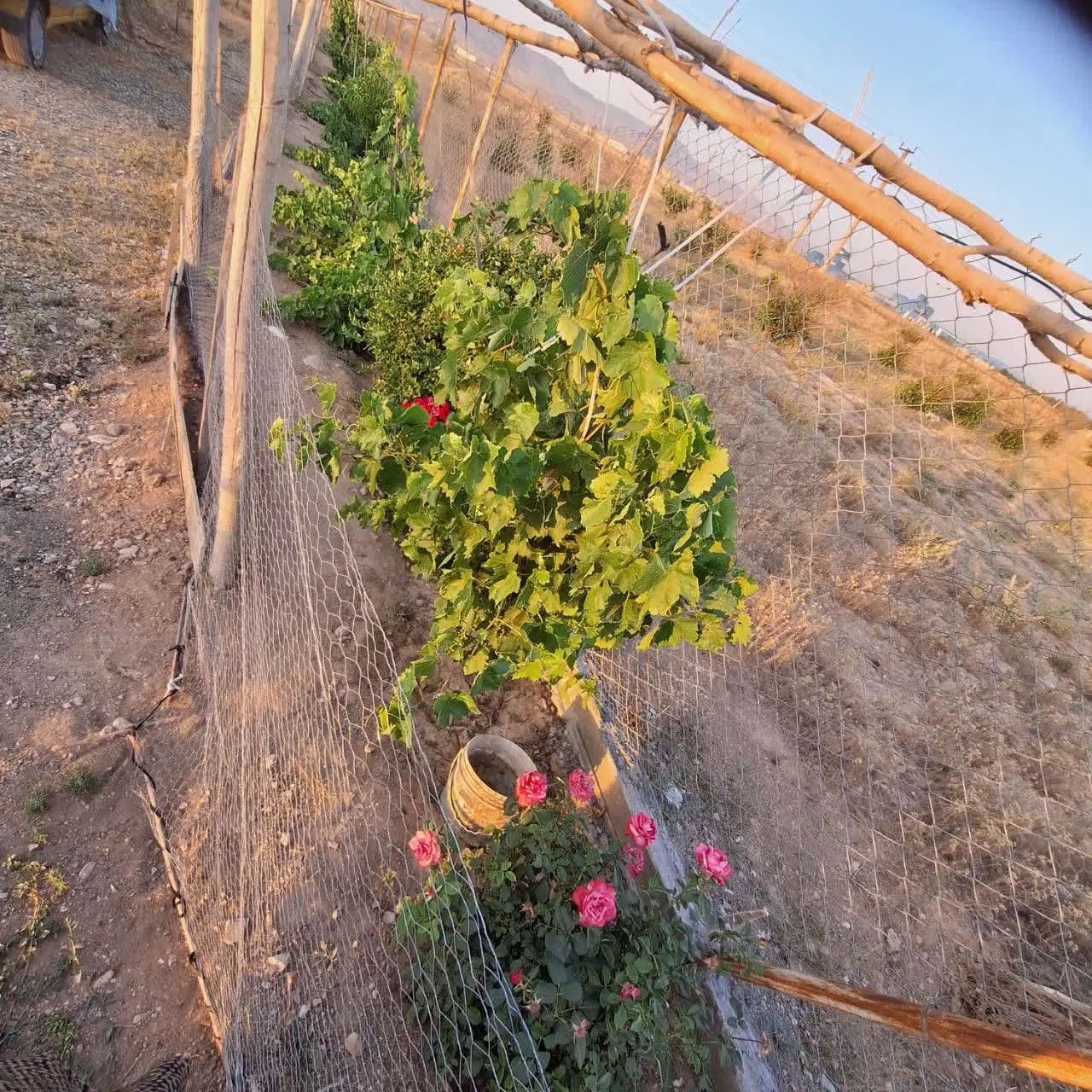 باغ شهر شقایق