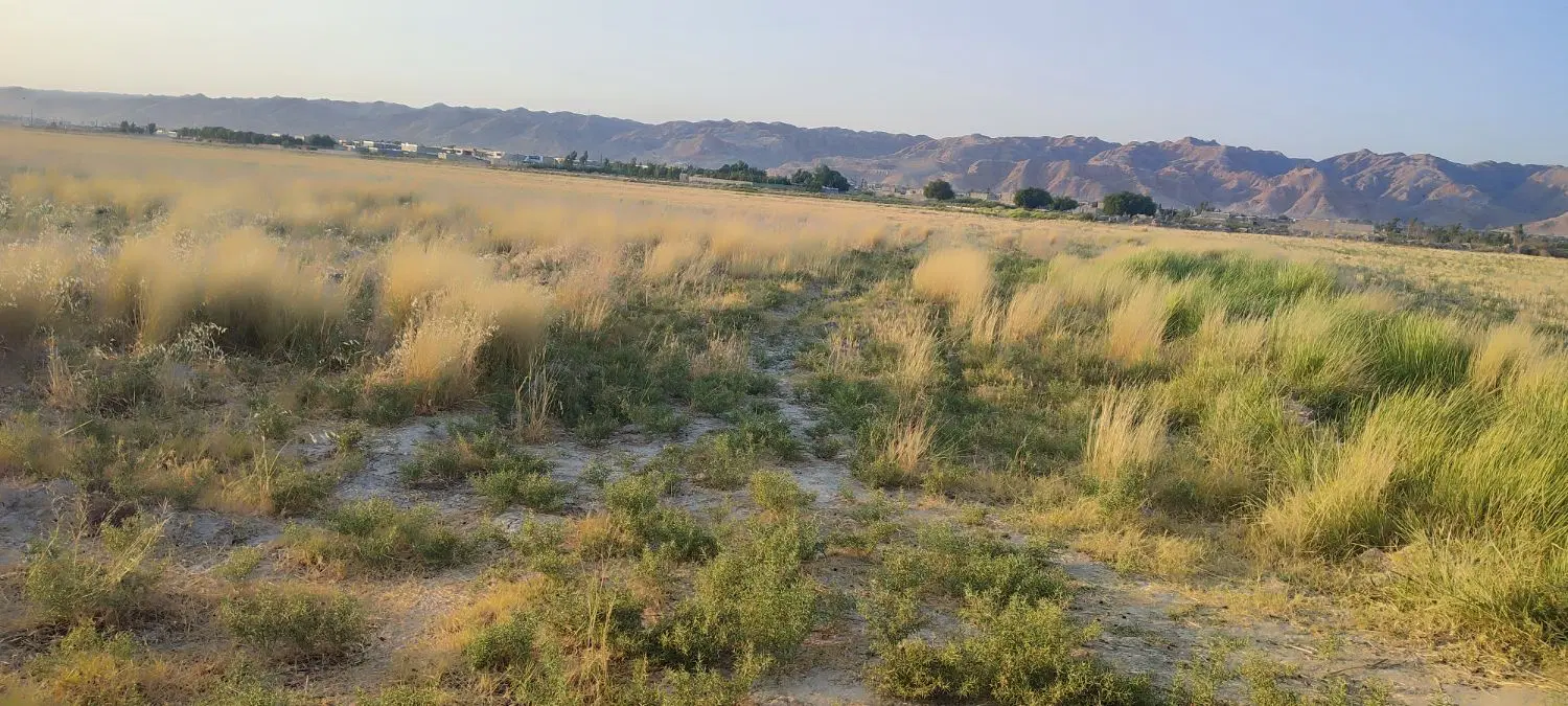 زمین باغی هزارمتری