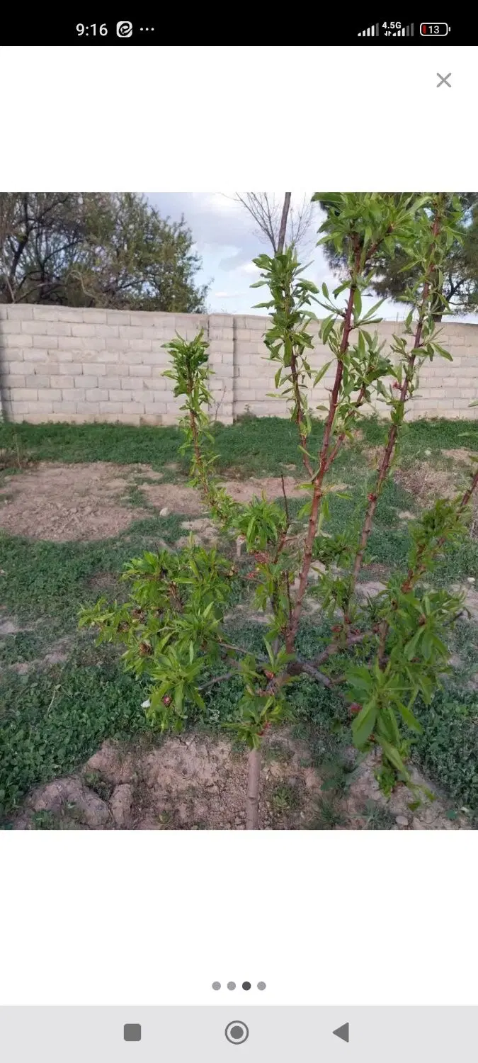 قطعه زمین  ویلایی حصار شده در سعید آباد