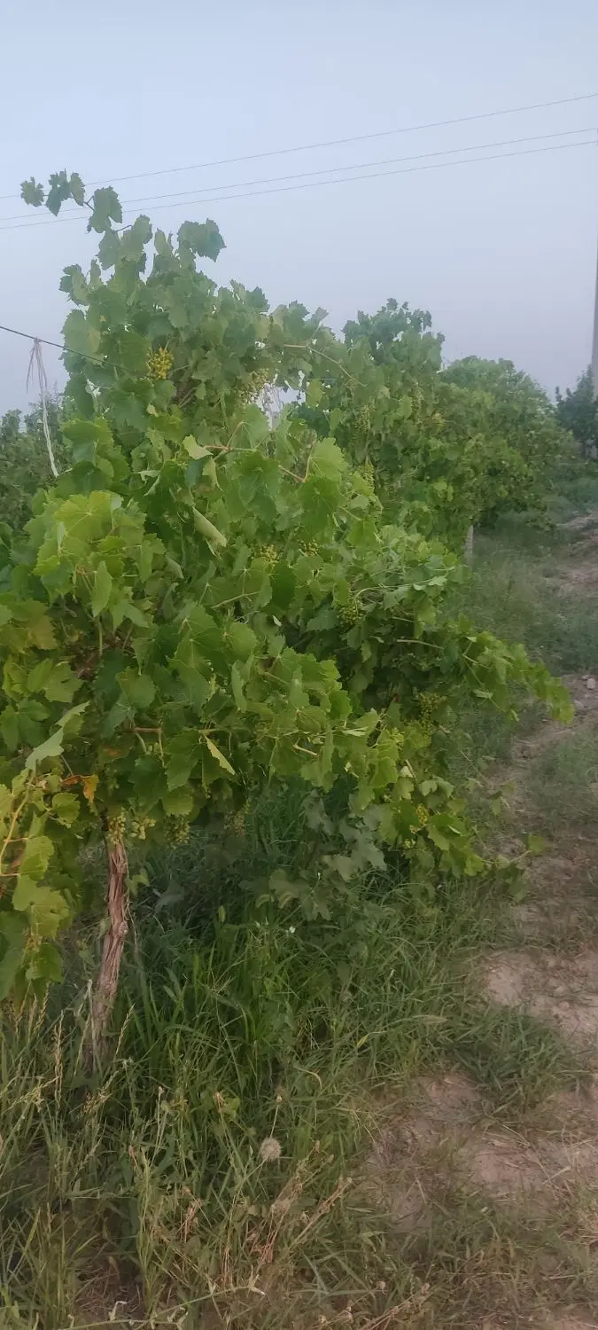 باغ تاکستان