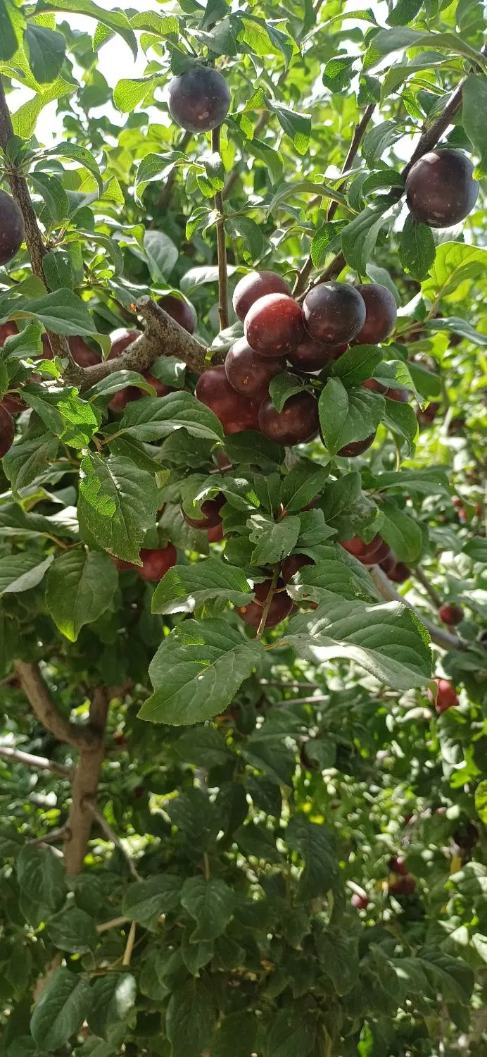 باغ ۵۰۰ متری حاشیه جاده بازه ،آب مدار لوله ۸ اینچ