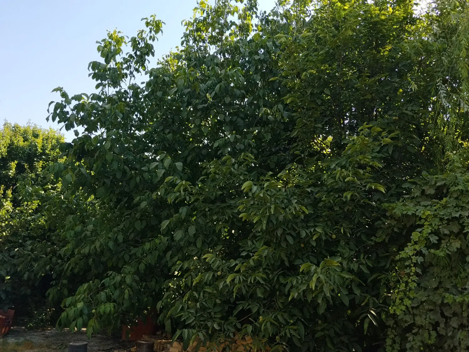 باغ ویلایی۸۰۰متری