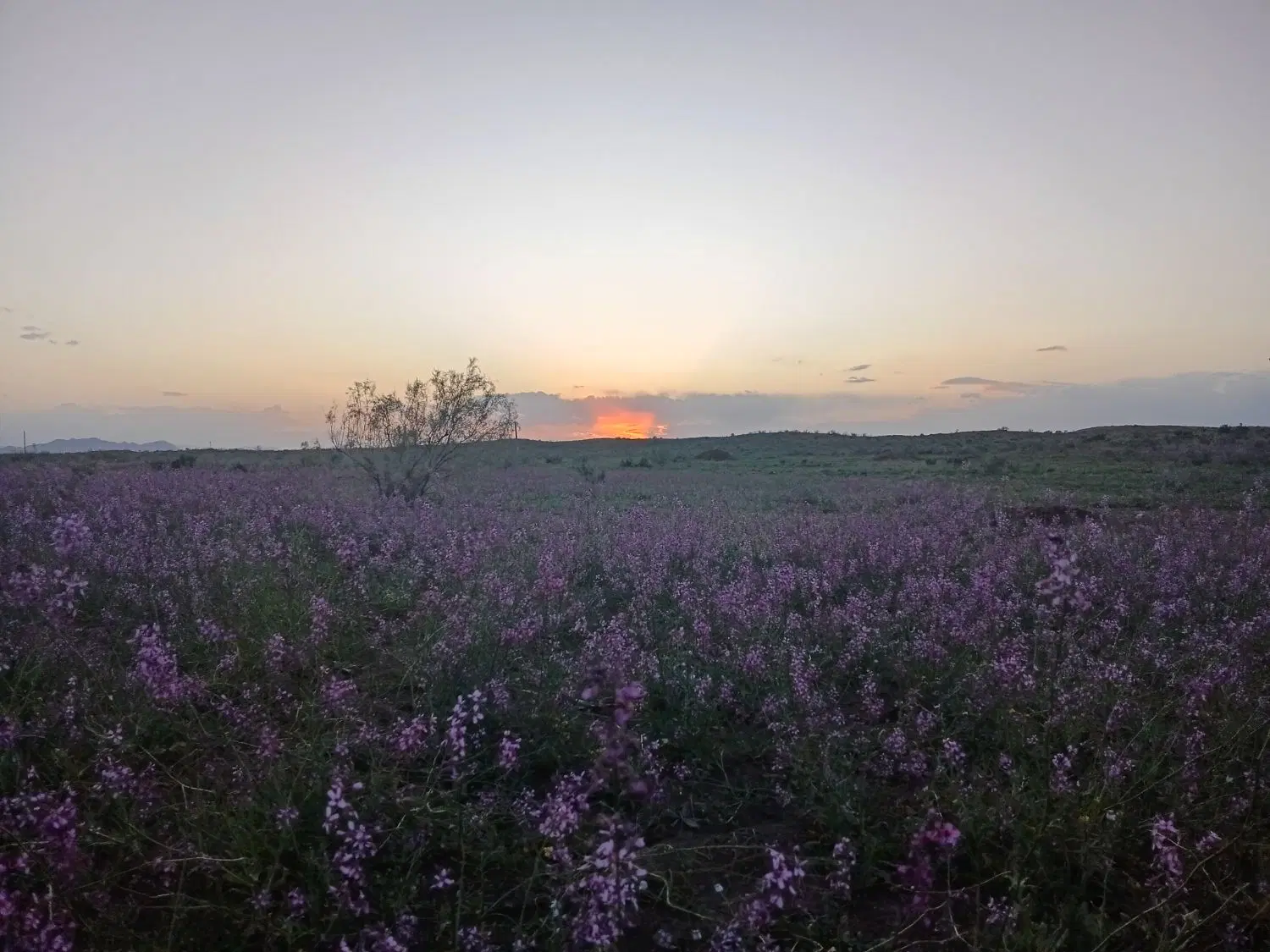 زمین