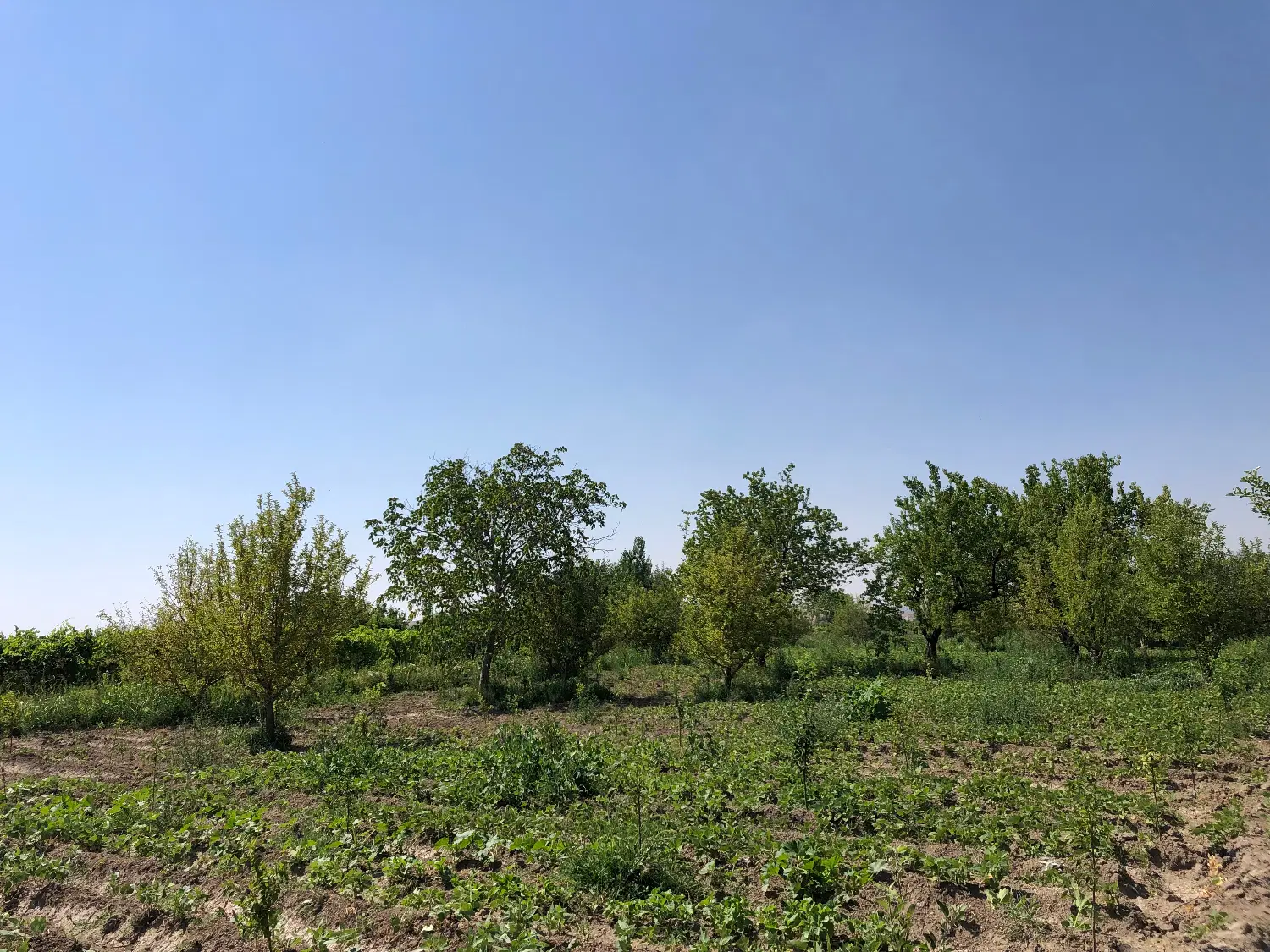 باغچه در جاده سنتو روستای جیرانلار