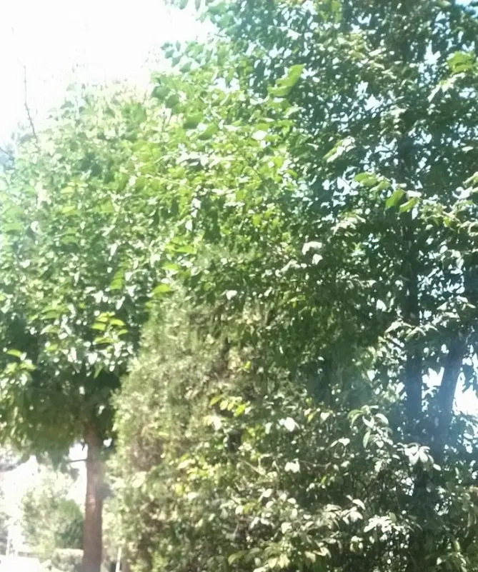 باغ میم انگور علی آباد