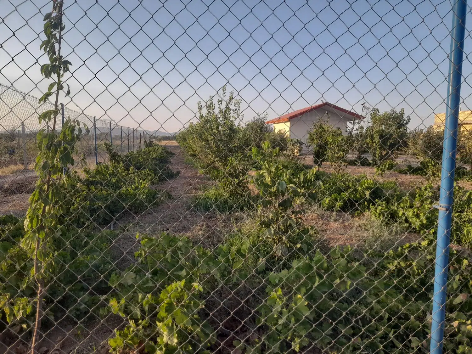 خانه باغ میوه و انگور ۲۰۰۰ متری سند دار