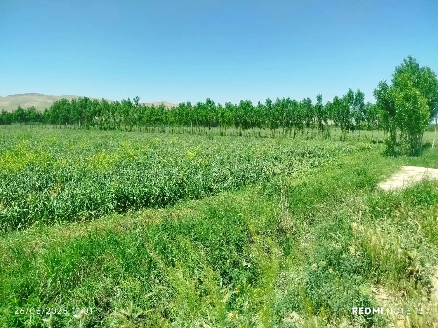 زمین اجاره ای برای کاشتن سیر