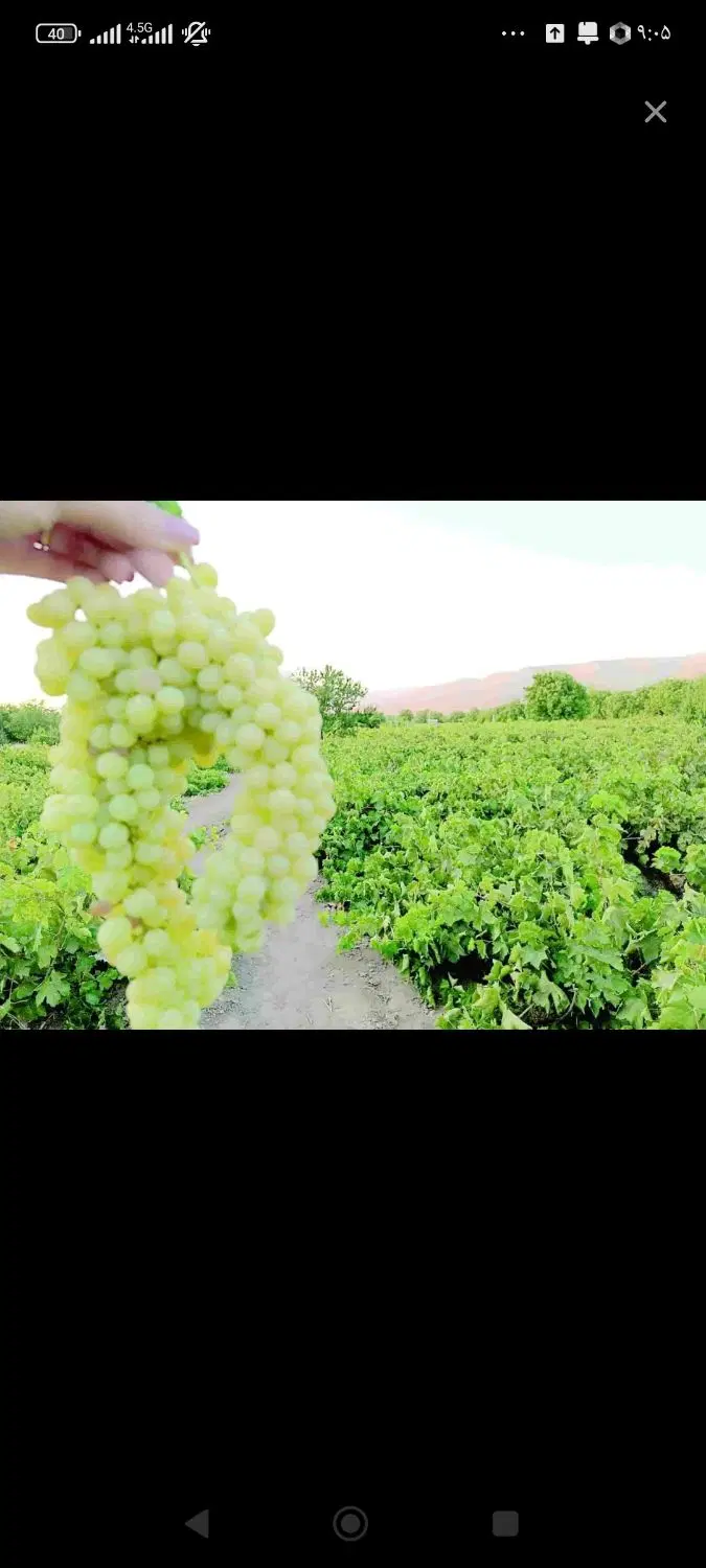 باغ انگور روستای گوراب