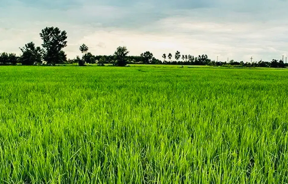 فروش زمین شالیزاری سنتی ۳۷۹۳ متر مربع