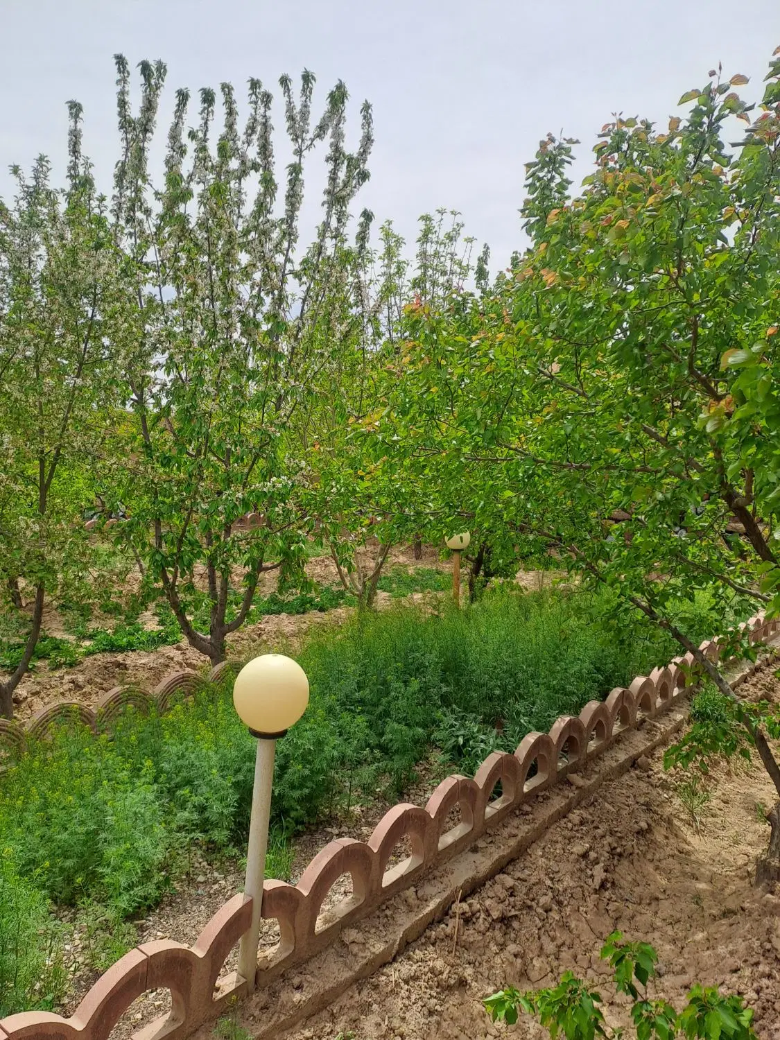 باغ ویلا ۷۶۰متری با درختان میوه سبز قلعه سفید