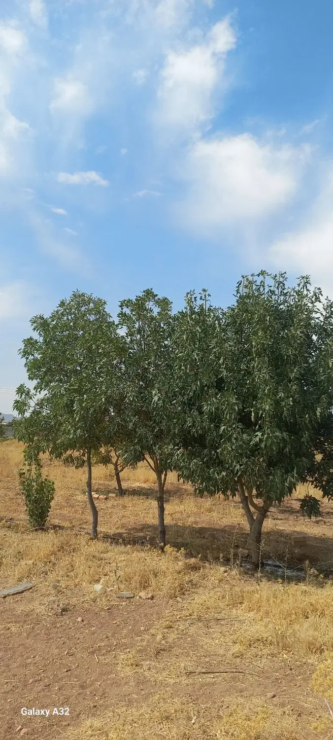 زمین باغ بعد از هایپر لبخند
