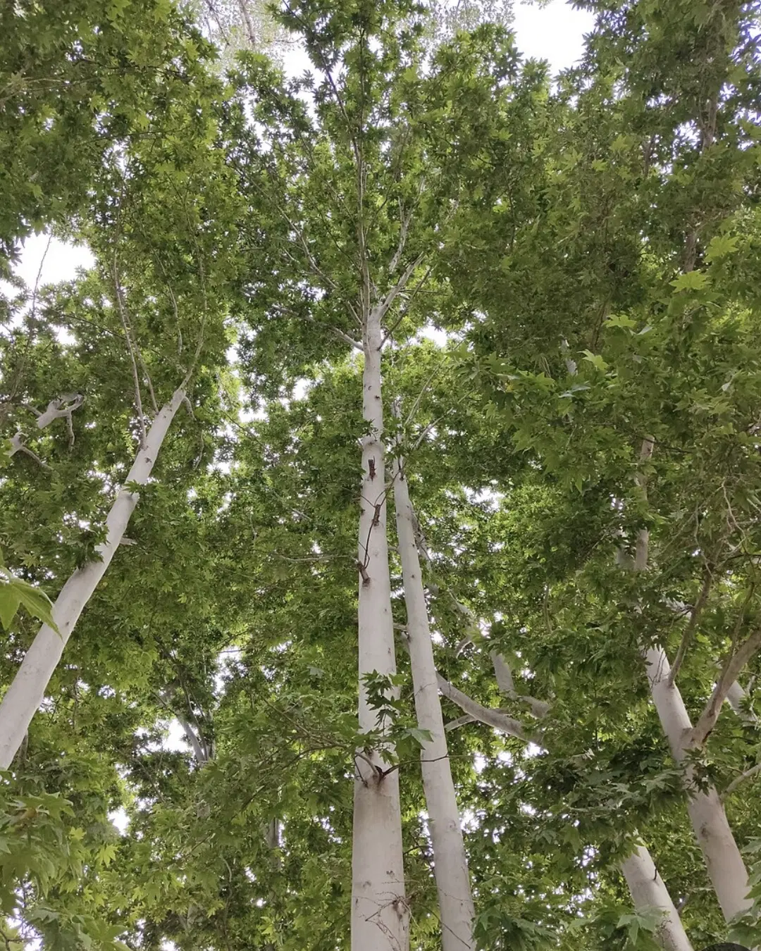 معاوضه باغچه و زمین با خانه در قم