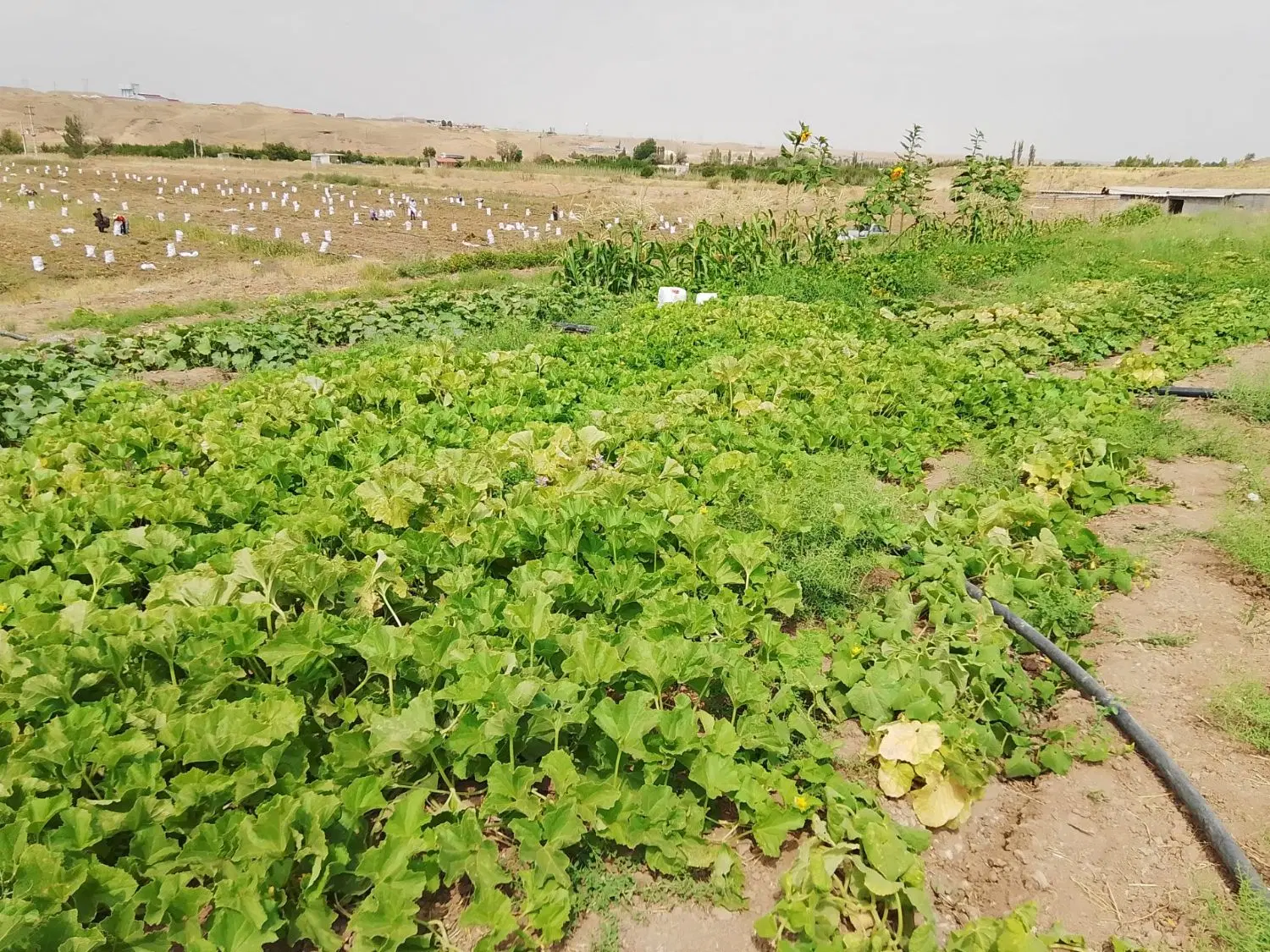 زمین کشاورزی دام و طیور