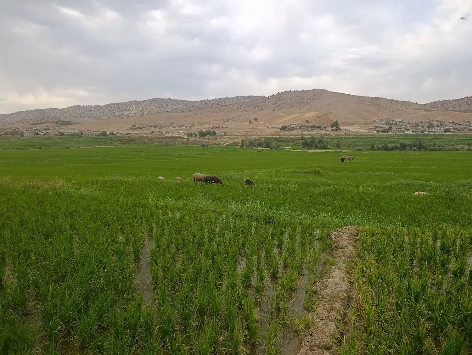 فروش زمین ابی دارجونه