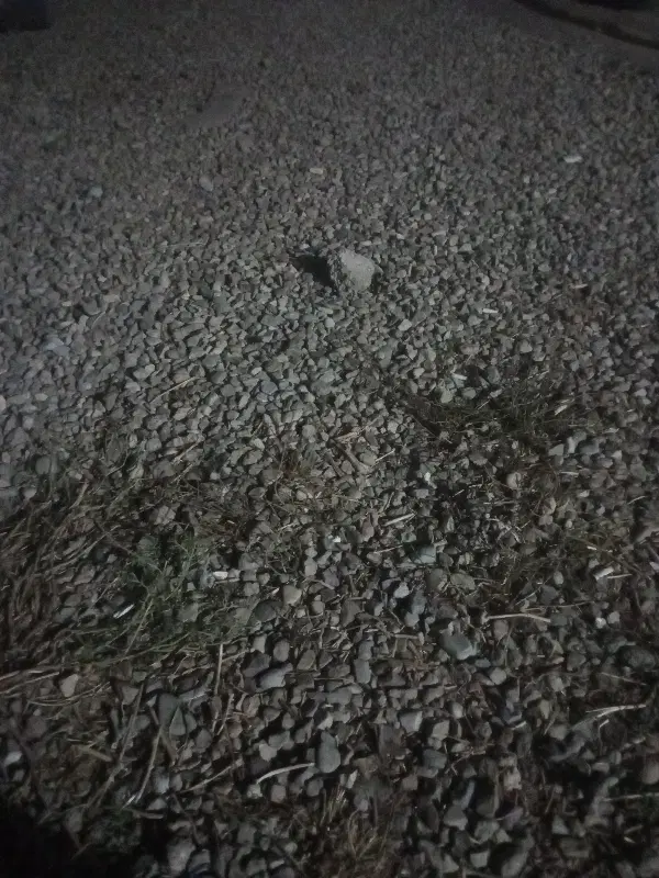 ملک کلنگی