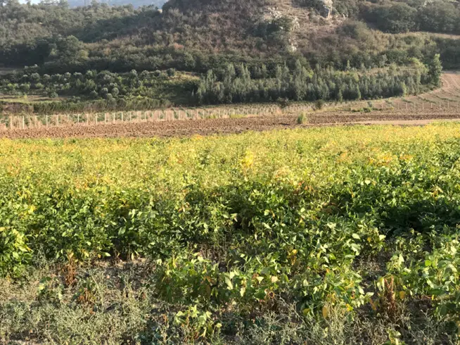 زمین زراعی  باغی ایلوار ۱۳۰۰متر