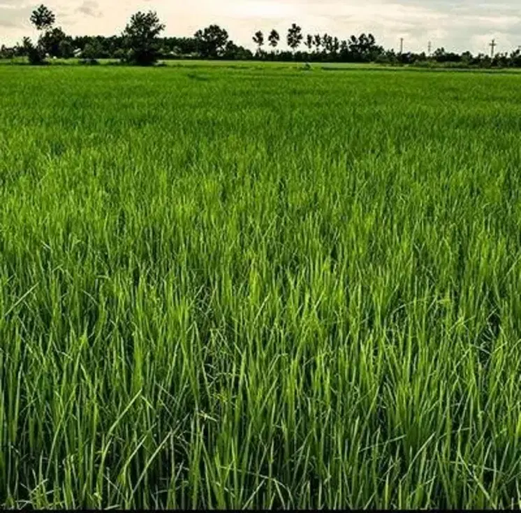 ۲۸۰۰ متر بیجار (شالیزار زمین کشاورزی) روستای کوشال