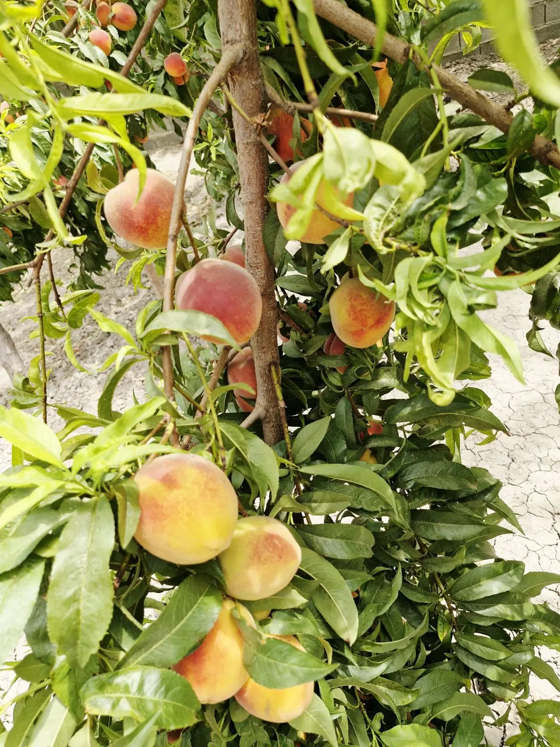 فروش دو قطعه باغ