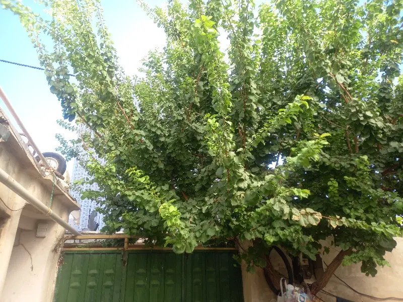 اجاره ۱۲۰ متری  شهدا