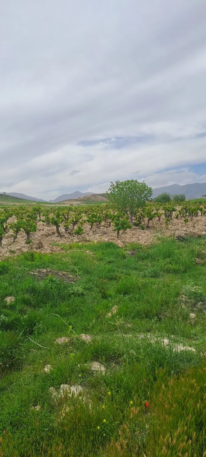 ۱۳۰۰متر باغ انگور ثمری بیضا