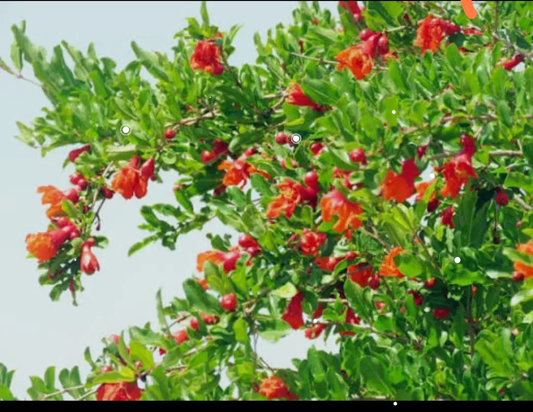 باغ انار