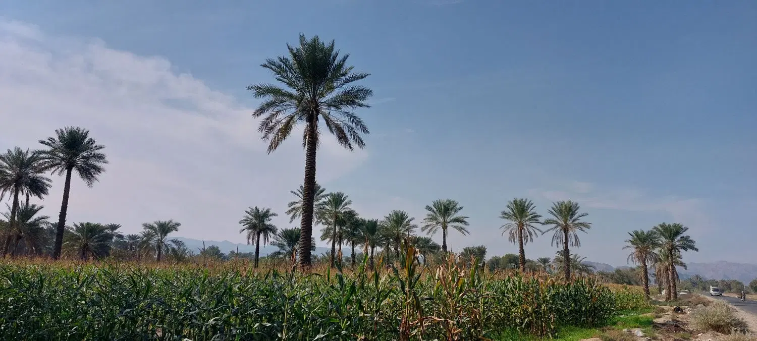 فروش زمین_ باغی_کشاورزی_