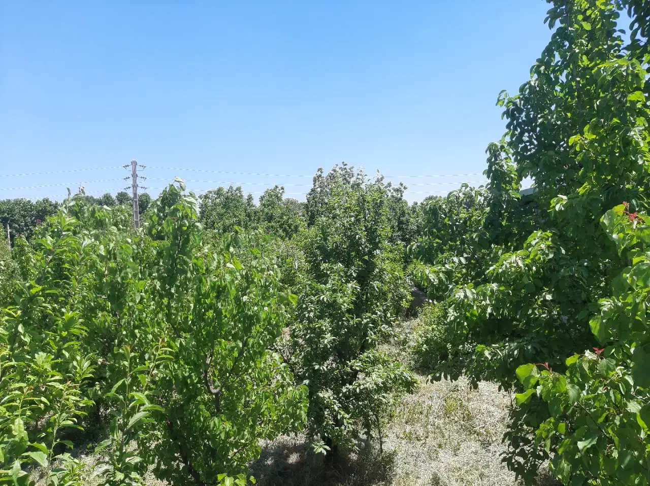 باغ ۸۰۰متری بکه چهار دیوار