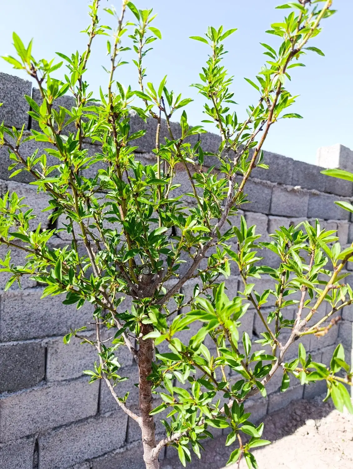 باغ باغچه چهاردیواری